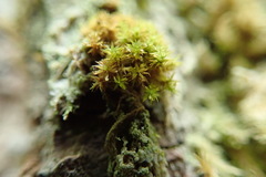 Zygodon viridissimus