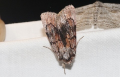 Setagrotis pallidicollis