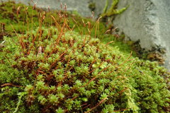 Syntrichia princeps