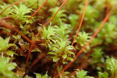 Syntrichia princeps