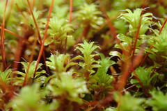 Syntrichia princeps