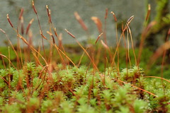 Syntrichia princeps