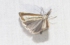 Agriphila costalipartella
