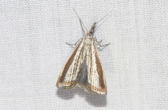 Agriphila costalipartella