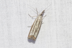 Agriphila costalipartella