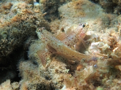 Gobius bucchichi