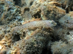 Gobius bucchichi