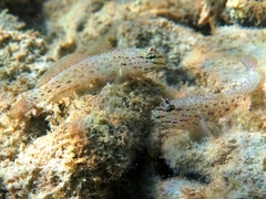 Gobius bucchichi