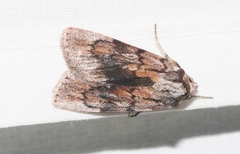 Setagrotis pallidicollis