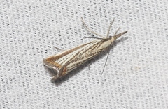 Agriphila costalipartella