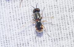 Euparyphus