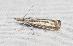 Agriphila costalipartella