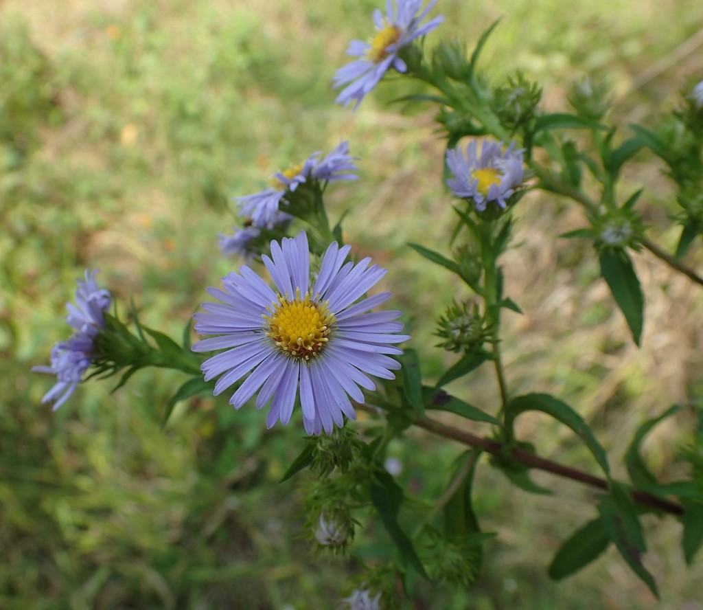 swamp aster from Kump Center, Elkins, WV 26241, USA on September 13 ...