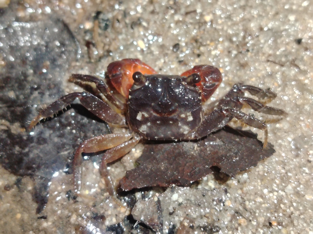 Penang island vampire crab