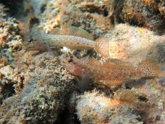 Gobius bucchichi