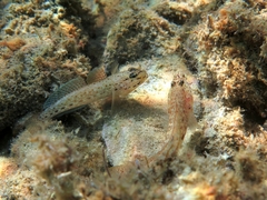 Gobius bucchichi