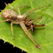 Philodromidae - Photo (c) Pascal Gaudette, μερικά δικαιώματα διατηρούνται (CC BY-NC-SA)