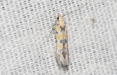 Gnorimoschema octomaculella