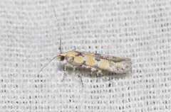 Gnorimoschema octomaculella