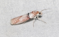 Sciota delassalis