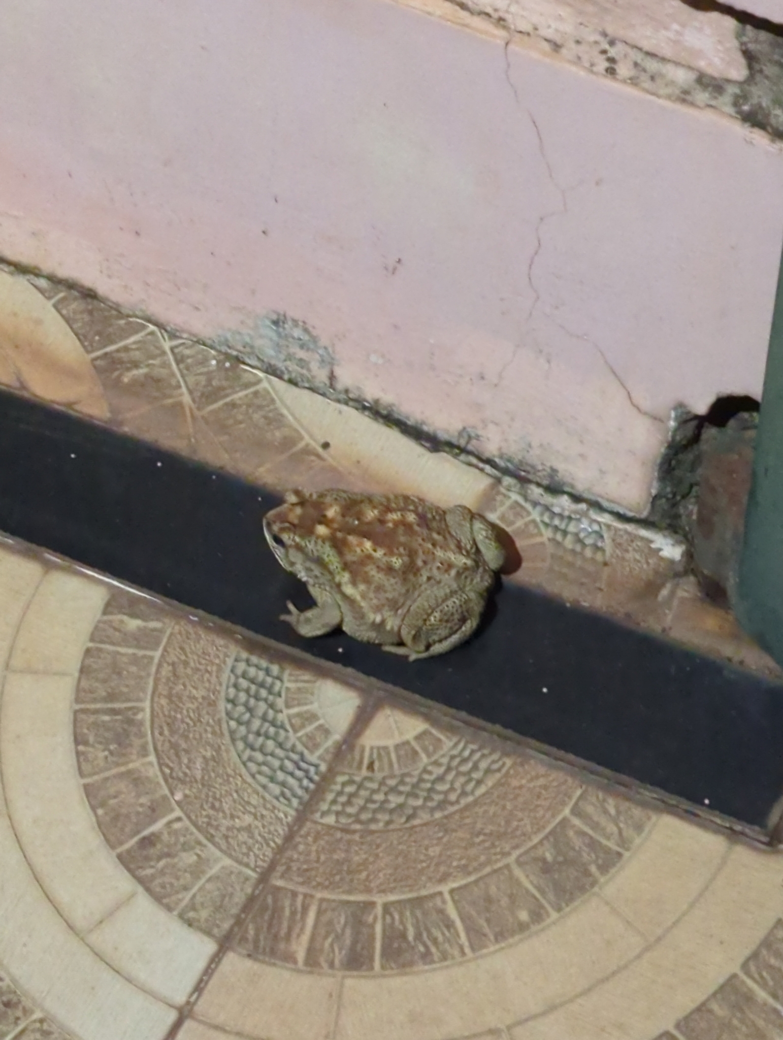 Indian Common True Toad