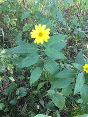 Helianthus tuberosus
