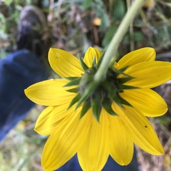 Helianthus tuberosus