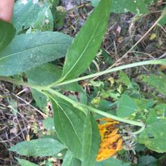 Helianthus tuberosus