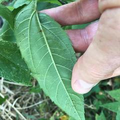 Helianthus tuberosus