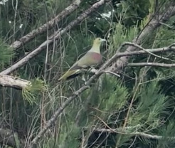 Whistling Green Pigeon (Treron formosae), photo 7