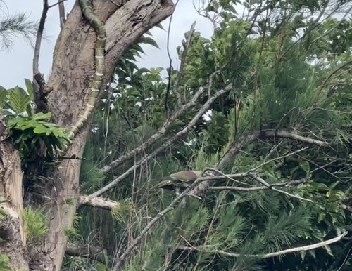 Whistling Green Pigeon (Treron formosae), photo 8