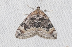 Dysstroma brunneata