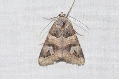 Drasteria stretchii