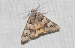 Drasteria stretchii