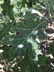 Phylloxera reticulata