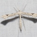 Beardtongue Plume Moth - Photo (c) James Bailey, some rights reserved (CC BY-NC), uploaded by James Bailey