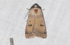 Abagrotis trigona