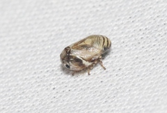 Clastoptera lineatocollis