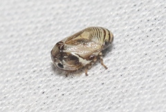 Clastoptera lineatocollis