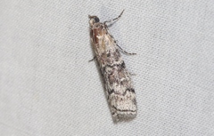 Dioryctria pentictonella