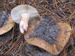 Russula ventricosipes