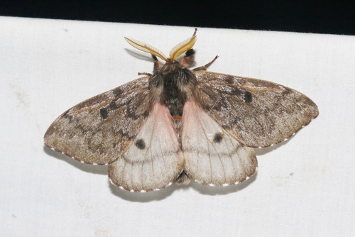 Pandora Pinemoth