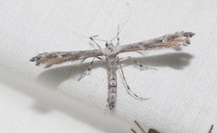 Oidaematophorus grisescens