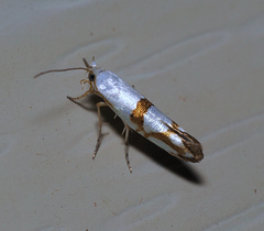 Argyresthia oreasella