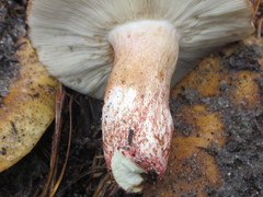Russula ventricosipes