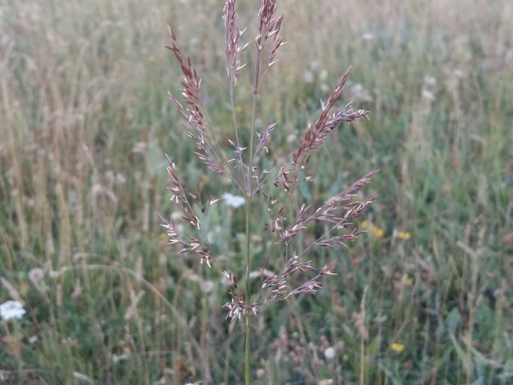 Agrostis lazica