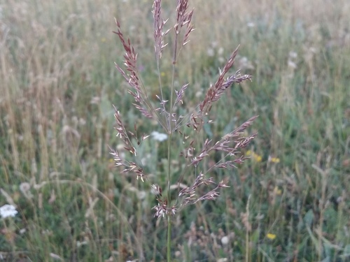 Agrostis lazica