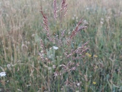 Agrostis lazica