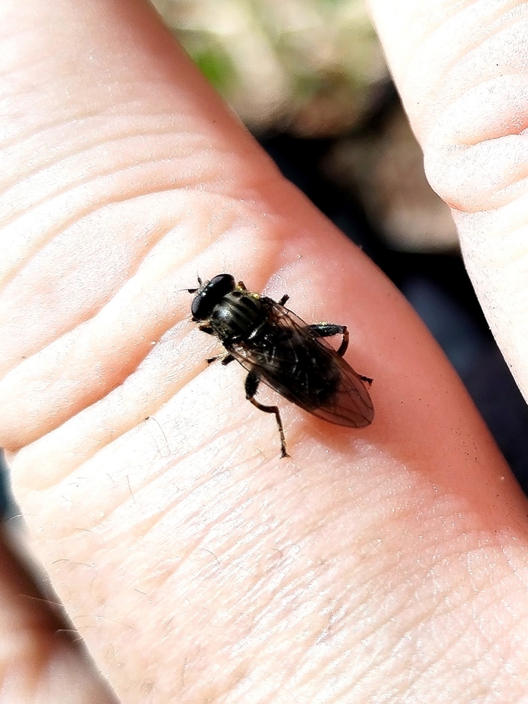 Chalcosyrphus jacobsoni