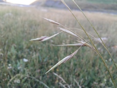 Bromus biebersteinii
